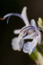 Stamens of a flower of rosemary Rosmarinus officinalis. Royalty Free Stock Photo