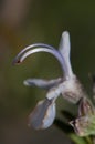 Stamens of a flower of rosemary Rosmarinus officinalis. Royalty Free Stock Photo