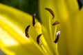 Stamens of a lily flower Royalty Free Stock Photo