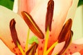 Stamens of Lily flower Royalty Free Stock Photo