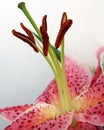 Stamens of a Lily flower Royalty Free Stock Photo