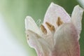 Stamens and petals with fine hairs of a snowberry