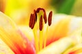 Stamens and pistil of orange red lily close-up