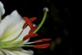 Stamens and pistil of white lily Royalty Free Stock Photo