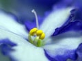 Detail of growing stamens of an African violet, white-blue flower. Macro detail of a violet with yellow pistils Royalty Free Stock Photo