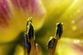 Stamens and pistils and pollen of a Lily