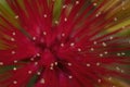Stamens and pistils of a Red Powder Puff flower Royalty Free Stock Photo