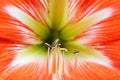 Stamens and pollen of Hippastrum striatum (Lam.) H. E. Moore