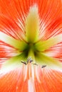 Stamens and pollen of Hippastrum striatum (Lam.) H. E. Moore Royalty Free Stock Photo