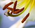 Stamens and stigma on lily blossom