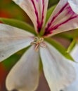 Stamens and Stigma macro of a Geranium flower