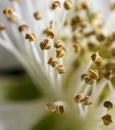 Stamens in a white pear flower. Royalty Free Stock Photo