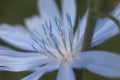 Staminas of blue flower