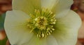 Staminas of Hellebore flower Royalty Free Stock Photo