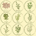 Stamp colored herbs set