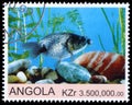 Stamp printed by Angola shows Goldfish