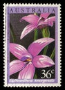 Stamp printed in Australia shows Elythranthera emarginata Royalty Free Stock Photo