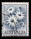 Stamp printed in Australia shows the Flannel Flower