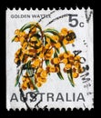 Stamp printed in Australia shows the Golden Wattle Acacia pycnatha, national flower