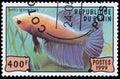 Stamp printed in Benin showing Siamese fighting fish Royalty Free Stock Photo