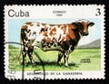 Stamp printed in Cuba showing grazing cow. Brown farm animal