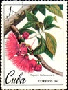 Stamp printed in Cuba shows image of Eugenia Malaccencis, malay apple, circa 1967