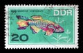 Stamp printed in the DDR East Germany shows Aquarium Fish Aphyosemion coeruleum