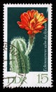 Stamp printed in GDR shows Echinocereus salm-dyckianus, Flowering Cactus Plant