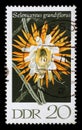 Stamp printed in GDR shows Selenicereus Grandiflorus, Flowering Cactus Plants