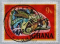 Stamp printed in Ghana shows Chamaeleo sp., National Symbols