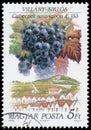 Stamp printed in Hungary shows Cabernet franc grapes