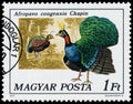 Stamp printed in Hungary shows Congo peafowl Royalty Free Stock Photo