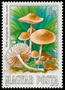 Stamp printed in Hungary, shows edible mushrooms Royalty Free Stock Photo