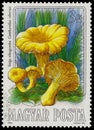 Stamp printed in Hungary, shows edible mushrooms Royalty Free Stock Photo