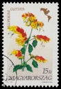 Stamp printed in Hungary, shows Flower Beloperone guttata