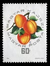 Stamp printed in Hungary, shows Hungarian apricot