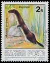 Stamp printed in Hungary shows Stoat