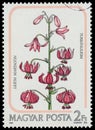 Stamp printed in the Hungary shows Turk`s cap lily