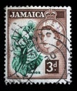 Stamp printed in Jamaica shows Queen Elizabeth II and Mahoe Flower