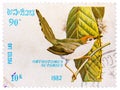 Stamp printed in LAOS shows Common Tailorbird (Orthotomus sutorius)