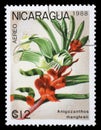 Stamp printed in Nicaragua shows Anigozanthos manglesii Royalty Free Stock Photo