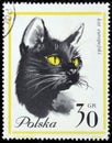 Black European Cat
