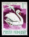 Stamp printed by Romania, show Mute swan