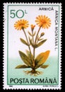 Stamp printed in Romania shows Arnica montana
