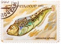 Stamp printed by Russia USSR , shows fish, Anarhichas minor Royalty Free Stock Photo