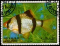 Stamp printed in Sharjah shows Zebra seabream fish