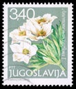 Stamp printed in Yugoslavia shows Anemone narcissiflora L Royalty Free Stock Photo