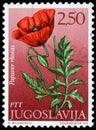 Stamp printed in Yugoslavia shows field poppy