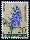 Stamp printed in Yugoslavia shows hyssop