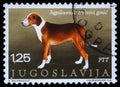 Stamp printed in Yugoslavia shows the Serbian Tricolour Hound